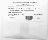 Elsinoe fawcettii image